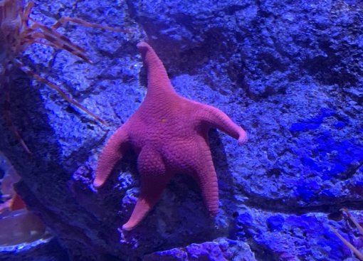 Патрик, это ты? В интернете завирусилось фото морской звезды, напоминающей героя «Губки Боба»