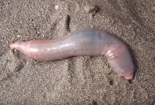 Пляж в Калифорнии усеяли тысячи морских «пенисов»