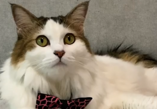 В TikTok есть кошка, которая помогает справиться с грустью и переживаниями
