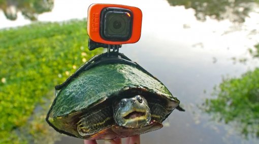 Блогер снял самое расслабляющее видео. Для этого понадобились черепаха и GoPro