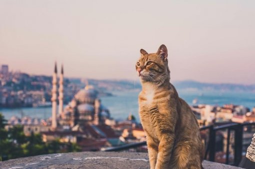 В турецком городе котик пил из лужи на дороге и заблокировал движение